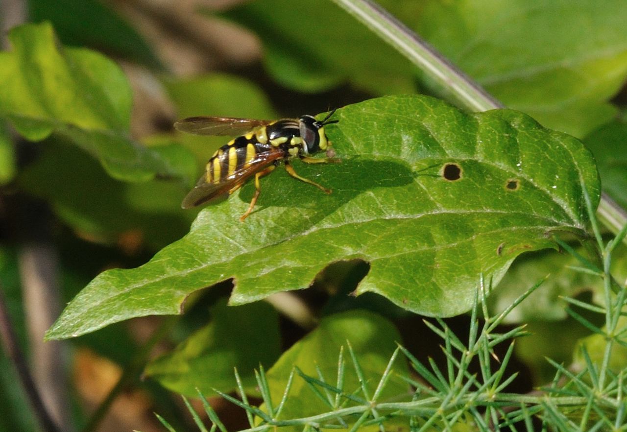 Chrysotoxum intermedium